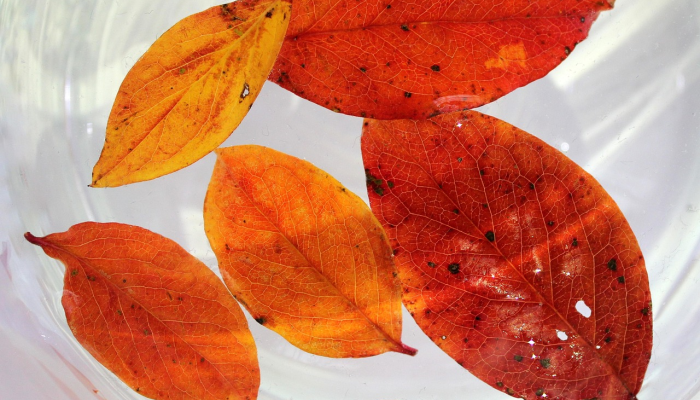 长丰最新疫情多少:了解最新动态与防护措施 长丰最新疫情多少:了解最新动态与防护措施