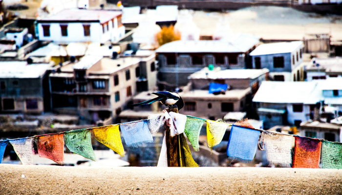 印度蝗疫情最新:挑战与应对之路 印度蝗疫情最新:挑战与应对之路