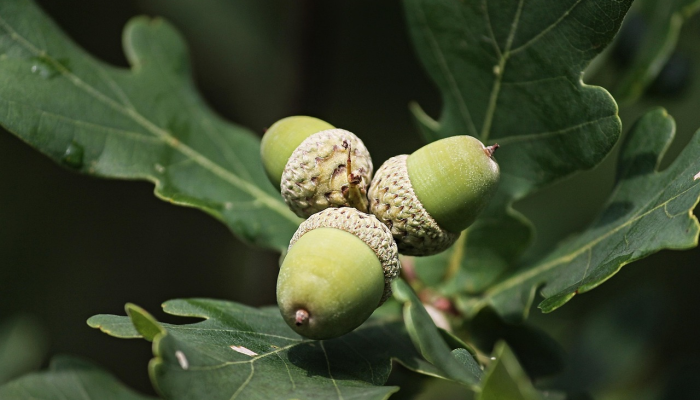 印度最新疫情是真的吗：深入解析全球疫情最新动态