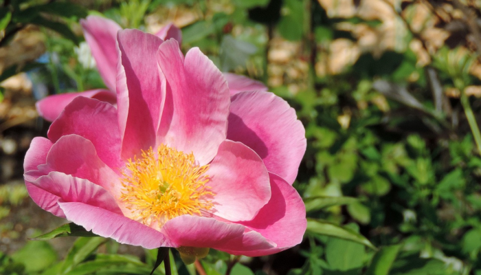 平阴玫瑰疫情最新：让我们共同抗疫，携手未来