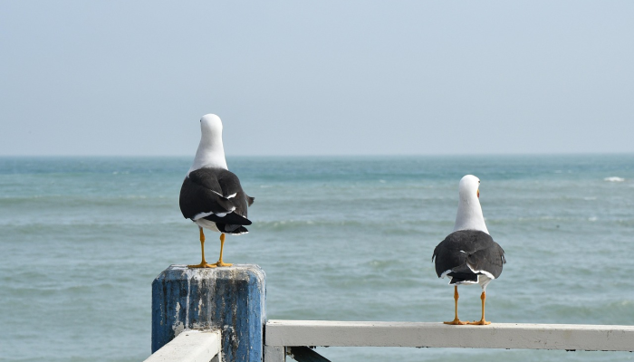 世界五大洲最新疫情:全球健康动态与未来展望 世界五大洲最新疫情:全球健康动态与未来展望