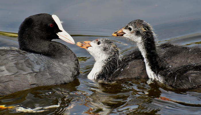 进口虾疫情最新:全球渔业与食品安全面临的重大挑战 进口虾疫情最新:全球渔业与食品安全面临的重大挑战